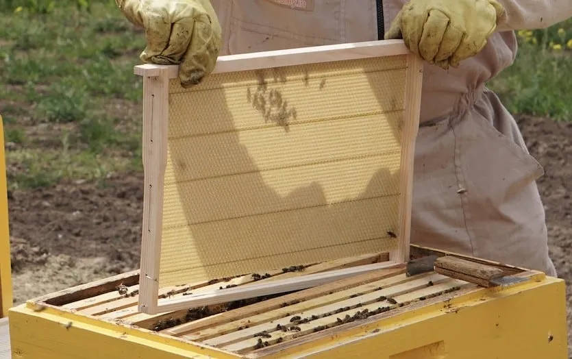 Foundation vs foundationless beekeeping - Wax Foundation Frame