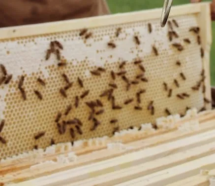 Frames with foundations