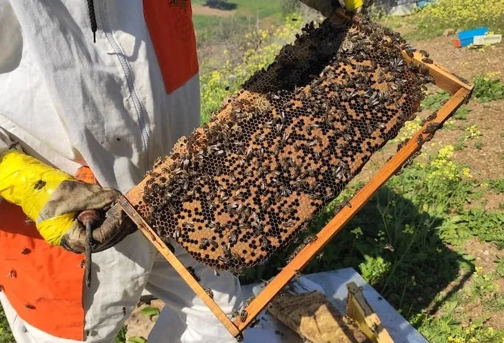 Genetic diversity of Buckfast bees