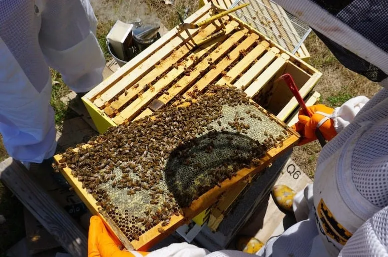 Beekeepers inspecting a hive frame filled with honeycomb and bees, discussing how to remove ants from a beehive without harming the bees