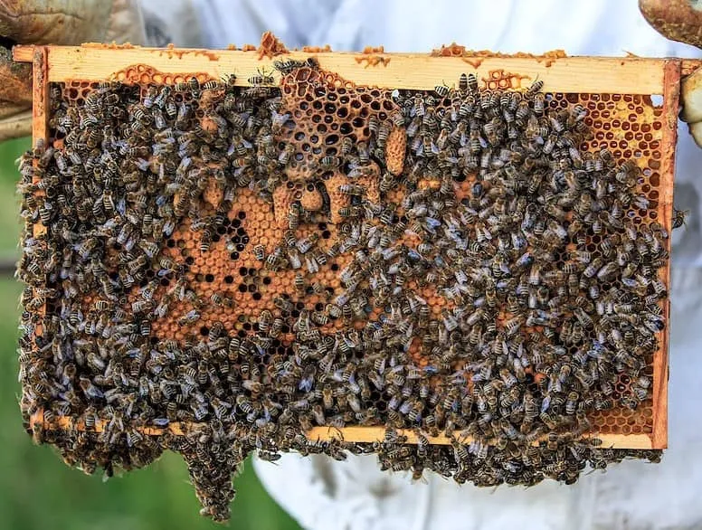 Group of Bees
