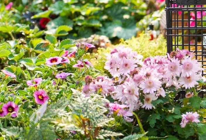 Grow a Pollinator Garden