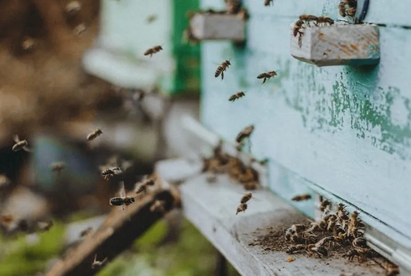 Guard Bees Defending Hive From Robbing Bees