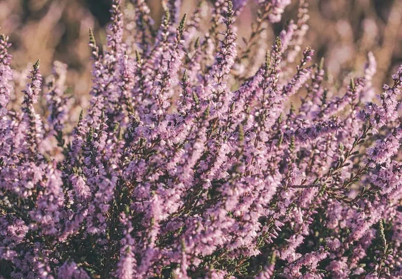 Heather Plant
