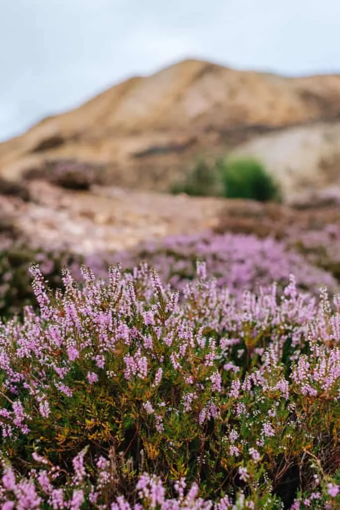 Heather plants