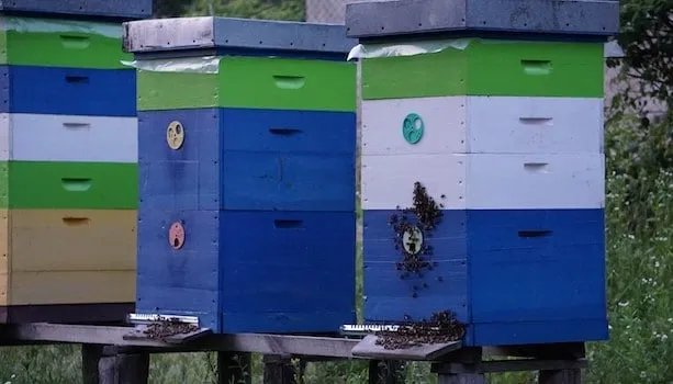 History of the Langstroth Hive