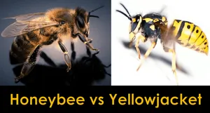 Honey Bee Vs. Yellow Jacket: Similarities and Differences
