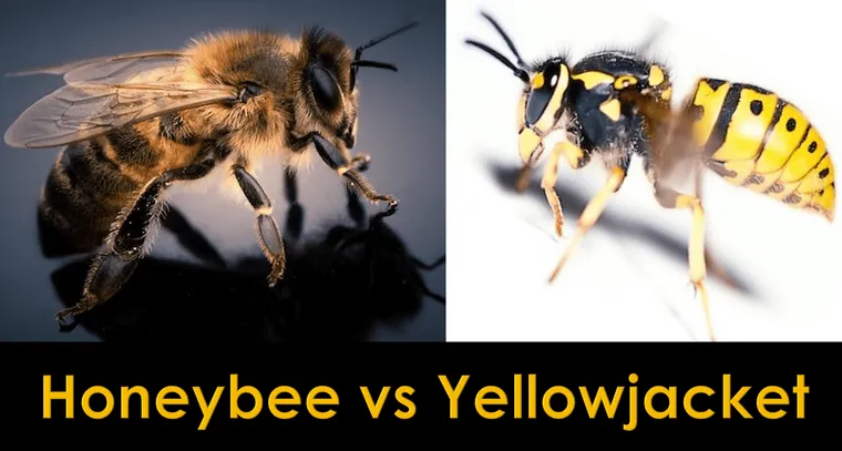 Honey Bee Vs. Yellow Jacket: Similarities and Differences