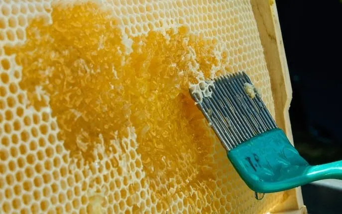 Honey From a Dead Hive