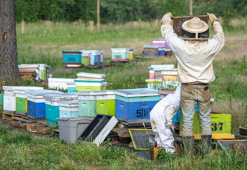 Honey bees and bee colonies bring more to the beekeeping community