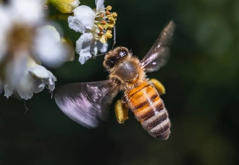 Honeybee flies to collect nectars and pollens for the hive