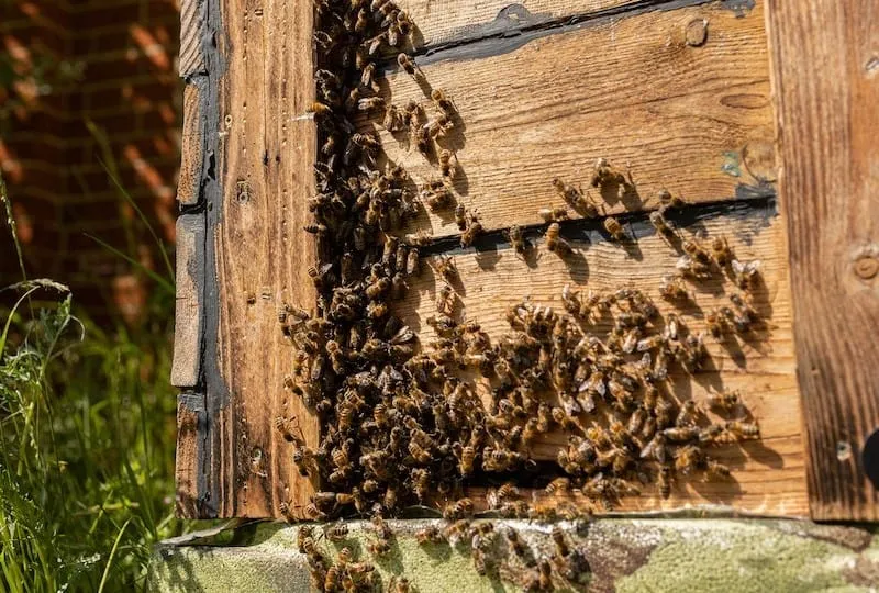 Honeybees getting ready to swarm