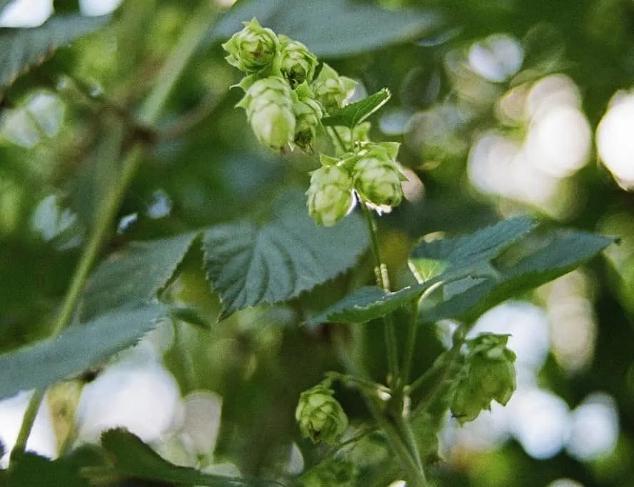Hop plant