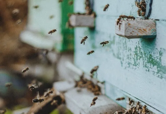 How Are Drone Bees Born