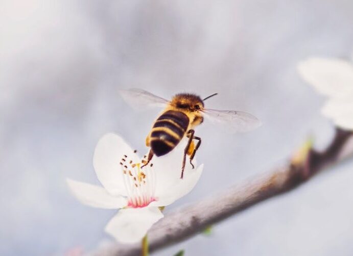 How Fast Can Bees Fly? - Beekeeping 101