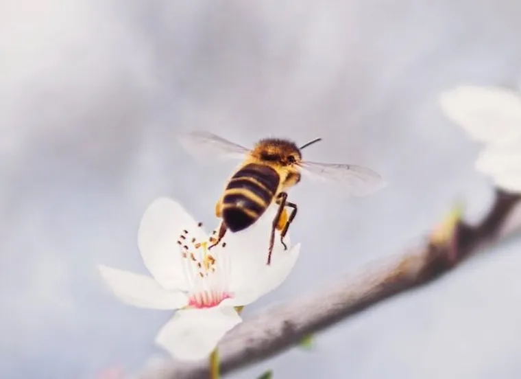 How Fast Can Bees Fly?
