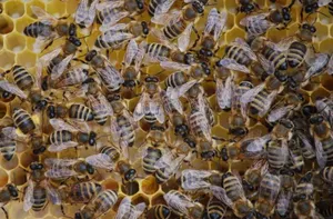 How Long Do Bees Live?