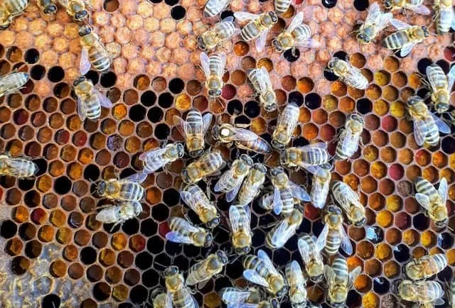 How Long Does A Queen Bee Live