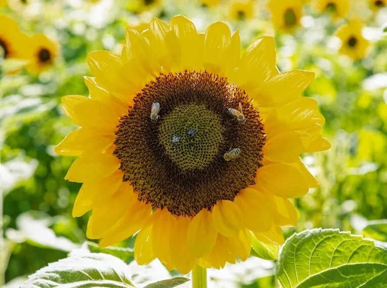 How Long Does A Worker Bee Live