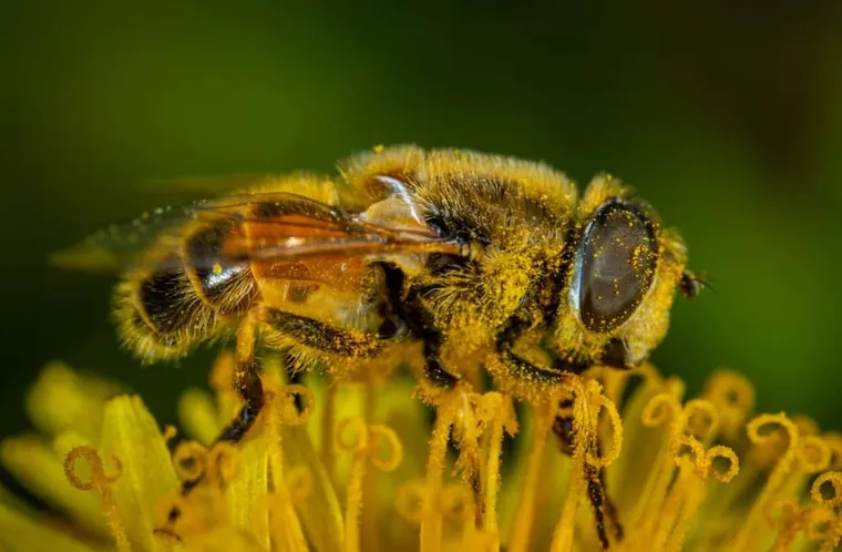 How Many Eyes Does A Bee Have?