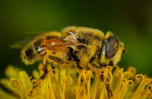 How Many Eyes Does A Bee Have?