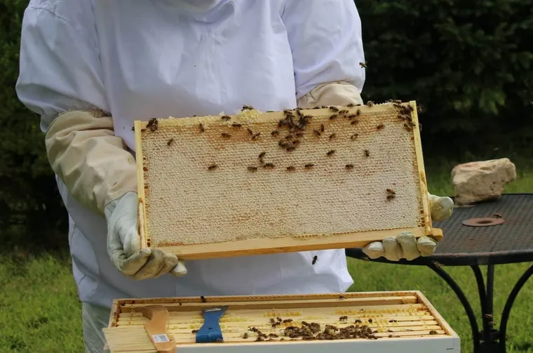 How Much Honey Does One Hive Produce?