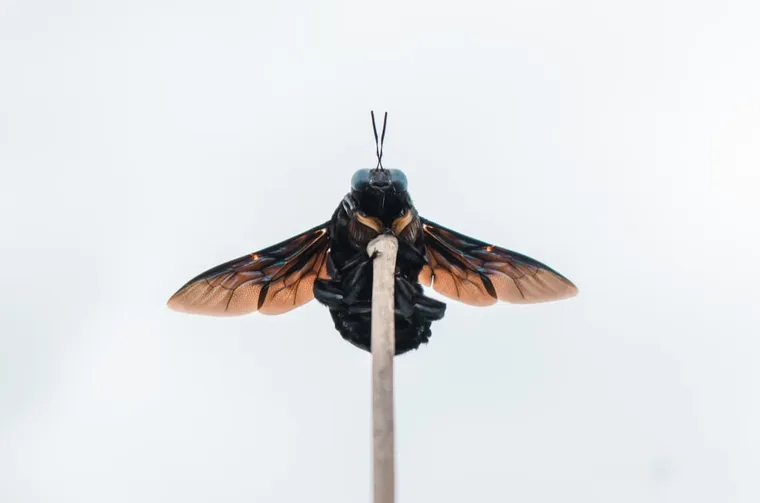 How To Get Rid Of Carpenter Bees