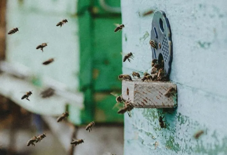 How Well can Bees hear
