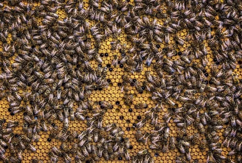 How and When a Queen Bee Reproduces