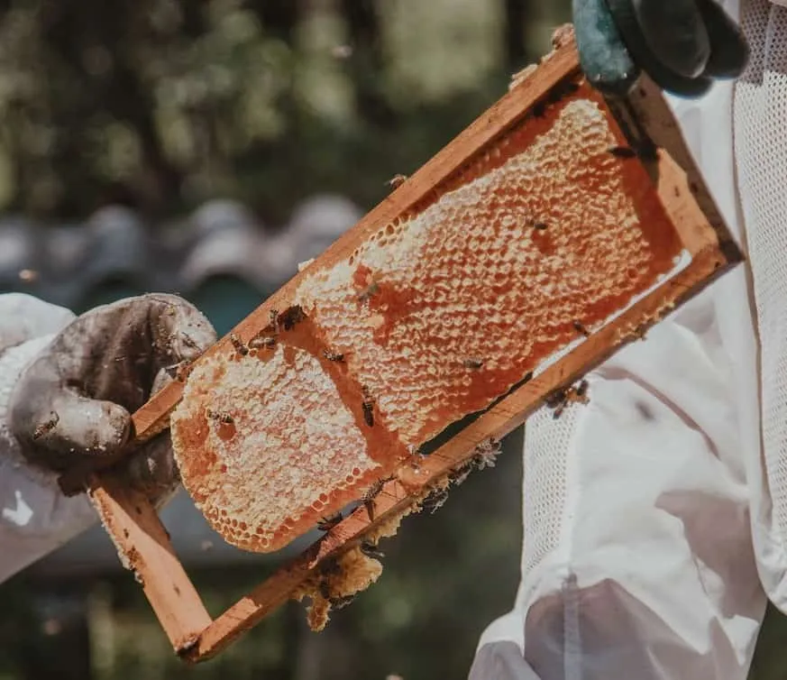 How does a honey extractor work