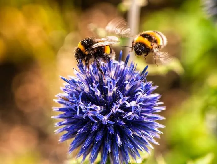 How fast can bumblebees fly