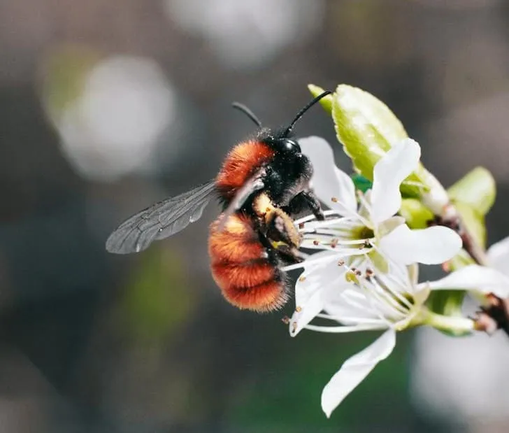 How fast can carpenter bees fly