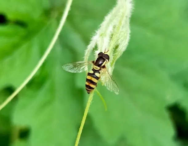 How fast do wasps fly