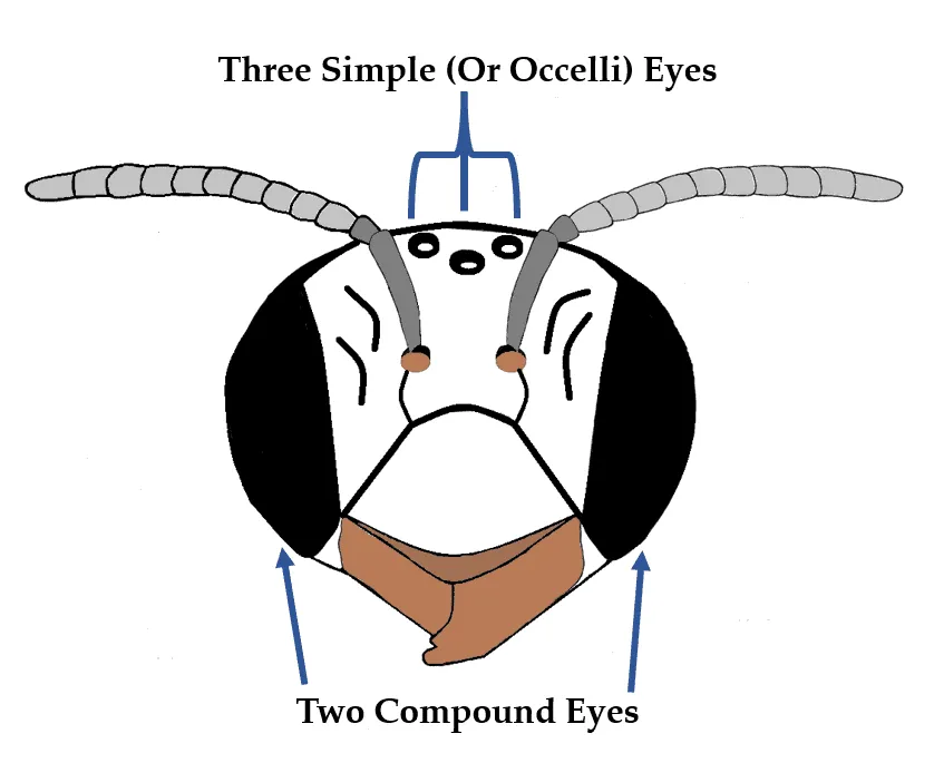 How many eyes does a bee have