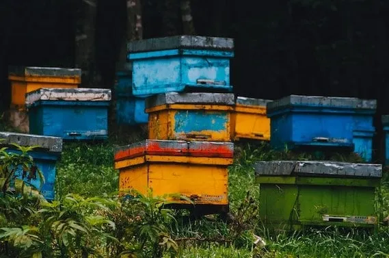 How to Move a Beehive a Short Distance