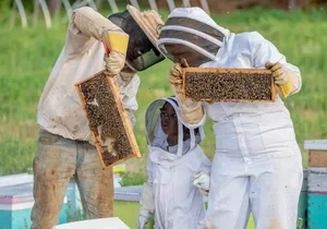 Start Beekeeping at Home as a Beginner (Step-by-Step Guide)