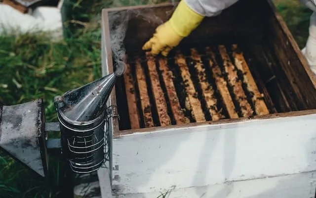 Improper use of a bee smoker