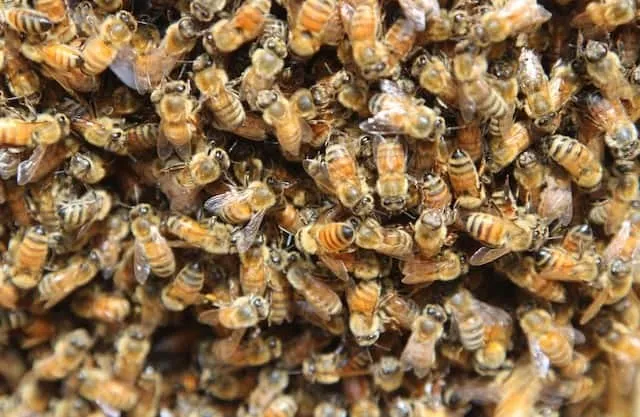 Installing the new queen