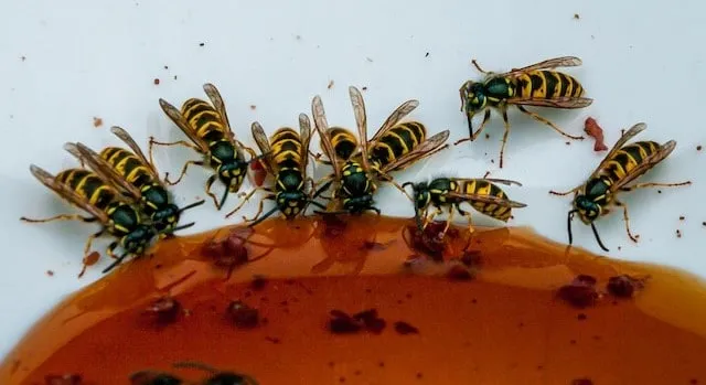 Is Honey Produced by Wasps Safe to Eat