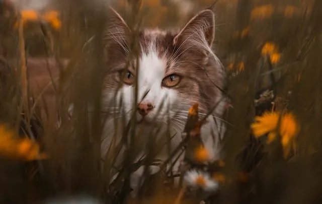 Keep pets away from beehives