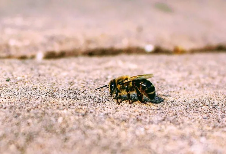 Kinds Of Bees that Live in the Ground