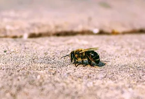 Kinds Of Bees that Live in the Ground