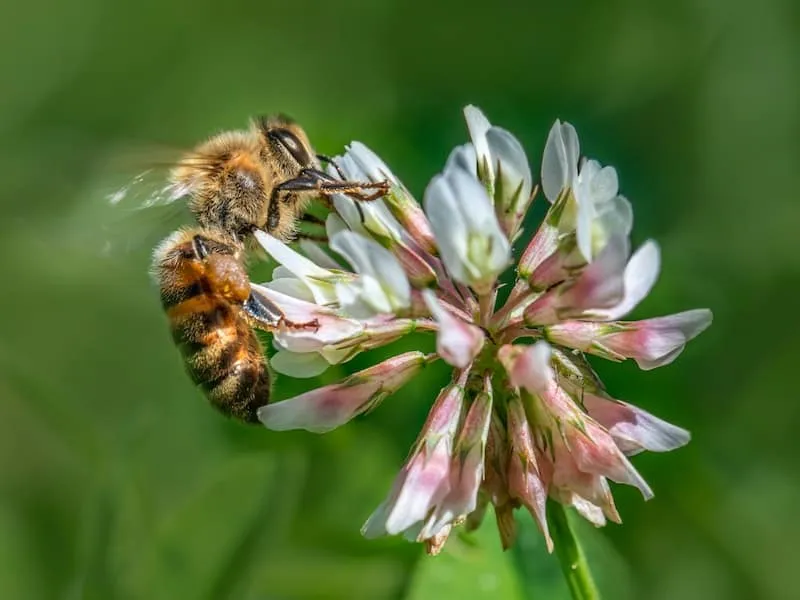 Lack of food results to bees absconding
