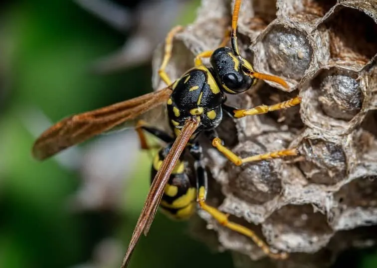 Life Cycle of a Wasp
