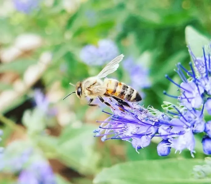 Managing fear of bees