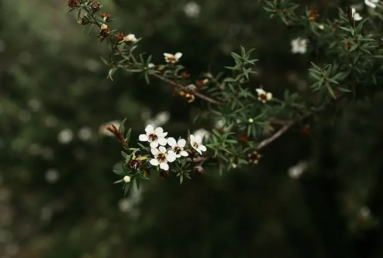 Manuka flower