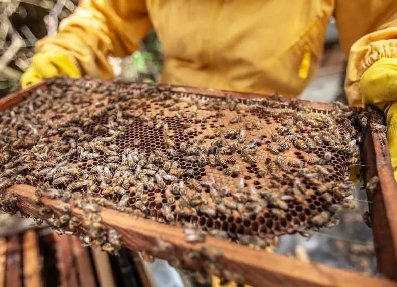 Mark Queen Bee Step 1 - Find the Queen Bee