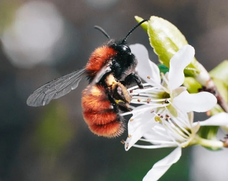 Melissophobia or Apiphobia