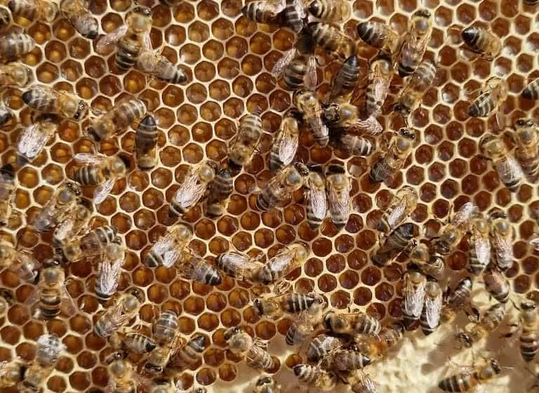 Moderate Spring Development