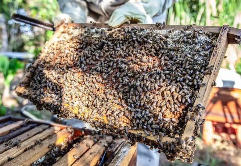 Beekeeper holding a hive frame covered in bees, demonstrating safe bee relocation before painting
